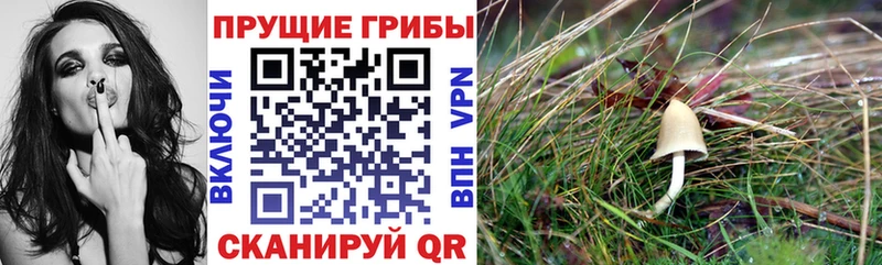 нарко площадка наркотические препараты  продажа наркотиков  Слободской  Псилоцибиновые грибы ЛСД 